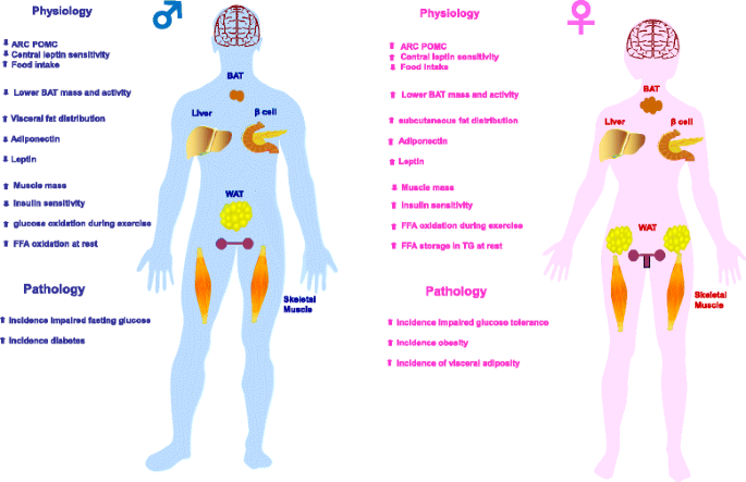 Gender Differences in Fat Loss & Nutrition